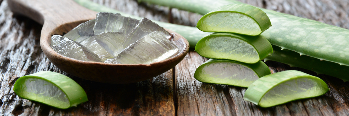 aloe vera in bowl and on table