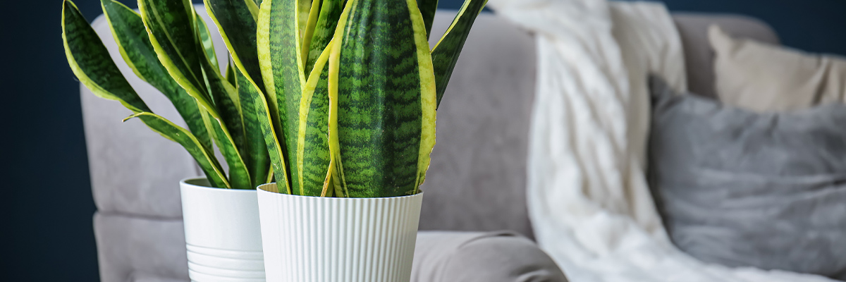 Green plants on a side table