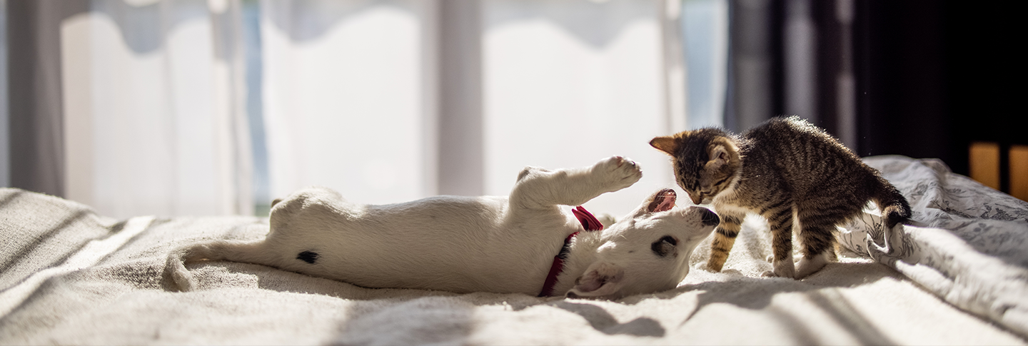 Dog and cat playing on bed