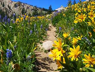Wildflowers on a mountain trail