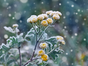 Winter snow on blooming wildflower