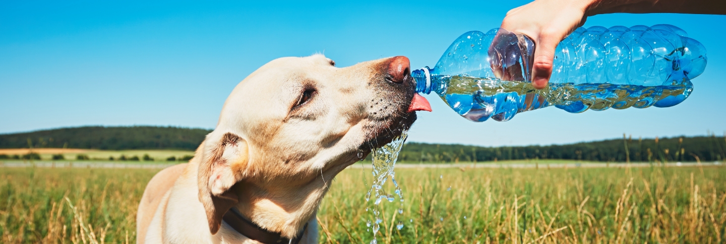 How to keep Pets Cool in the Summer Park city, utah