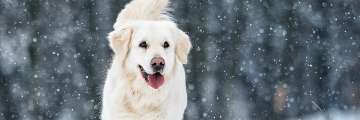 Dog-Friendly Winter Activities | Shoreline Park City, Utah