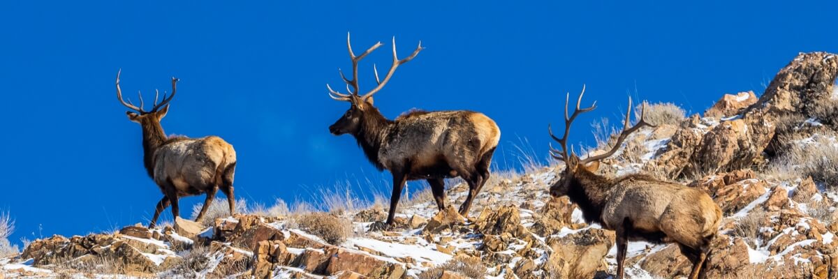 Wildlife Shoreline Park City, Utah