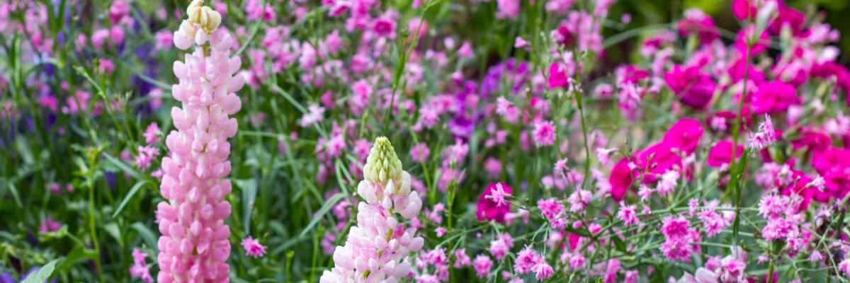 Park City gardening