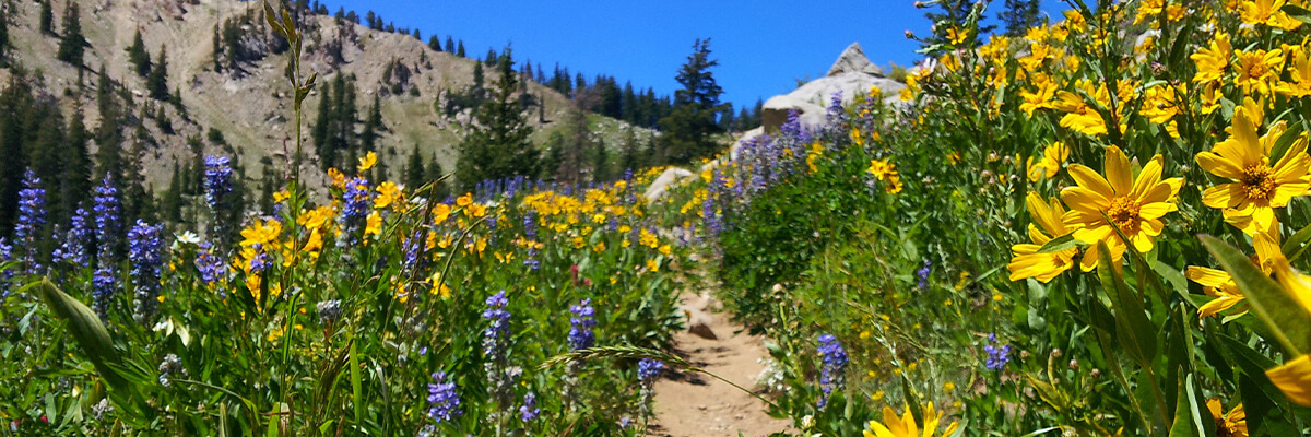 Wildflowers on Utah mountain trail, spring checklist for a more productive summer