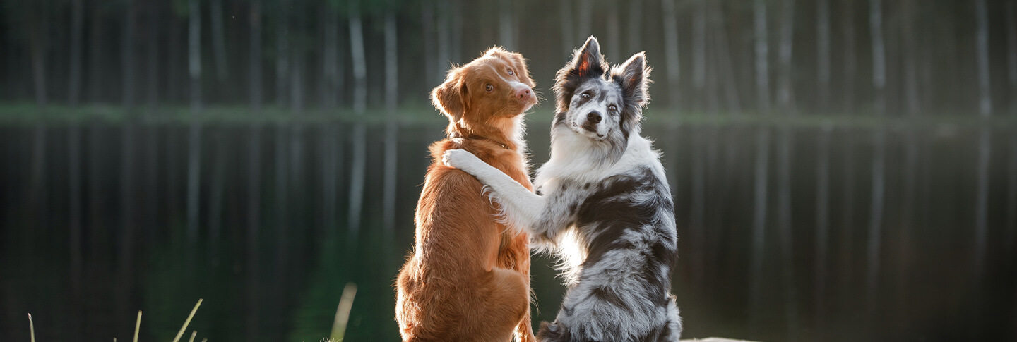 Two dogs sitting side by side