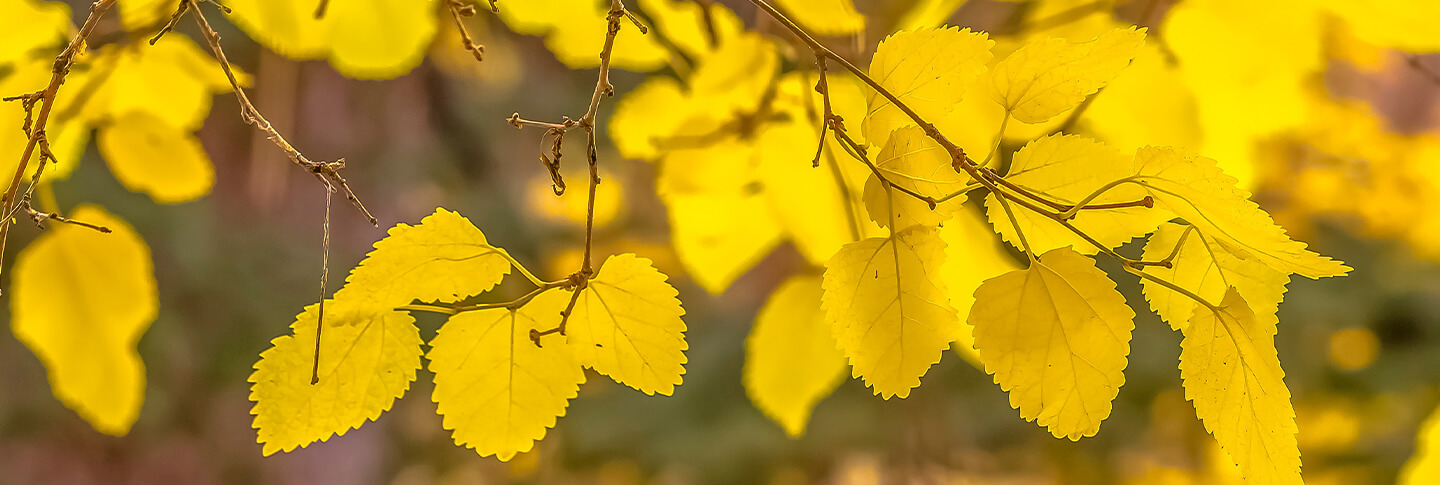 Park City Fall Festival Leaves