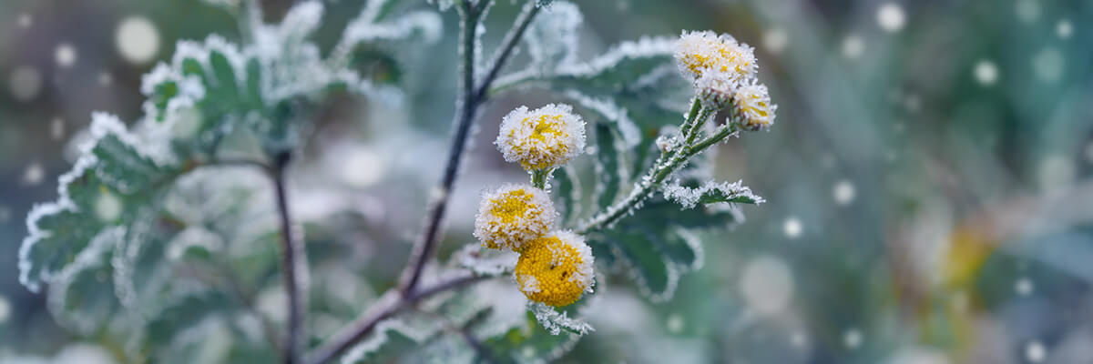 Snow on budding wildflower