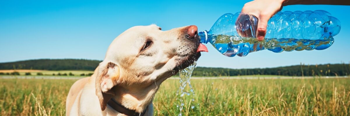 How to Keep Pets Cool in the Summer Park City, Utah