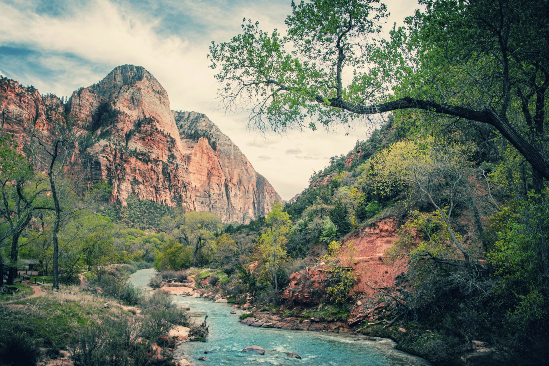 Looking up from a river at a mountain in Zion National Park