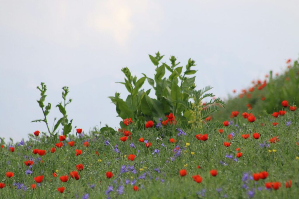 Flowers during the shoulder seasons between winter and spring in Park City